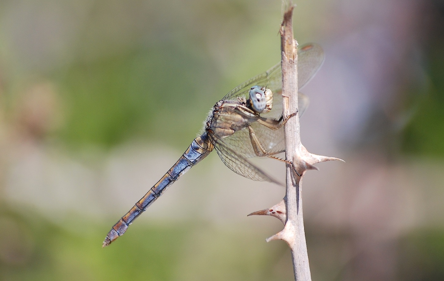 ID libellula 28: Orthetrum coerulescens anceps